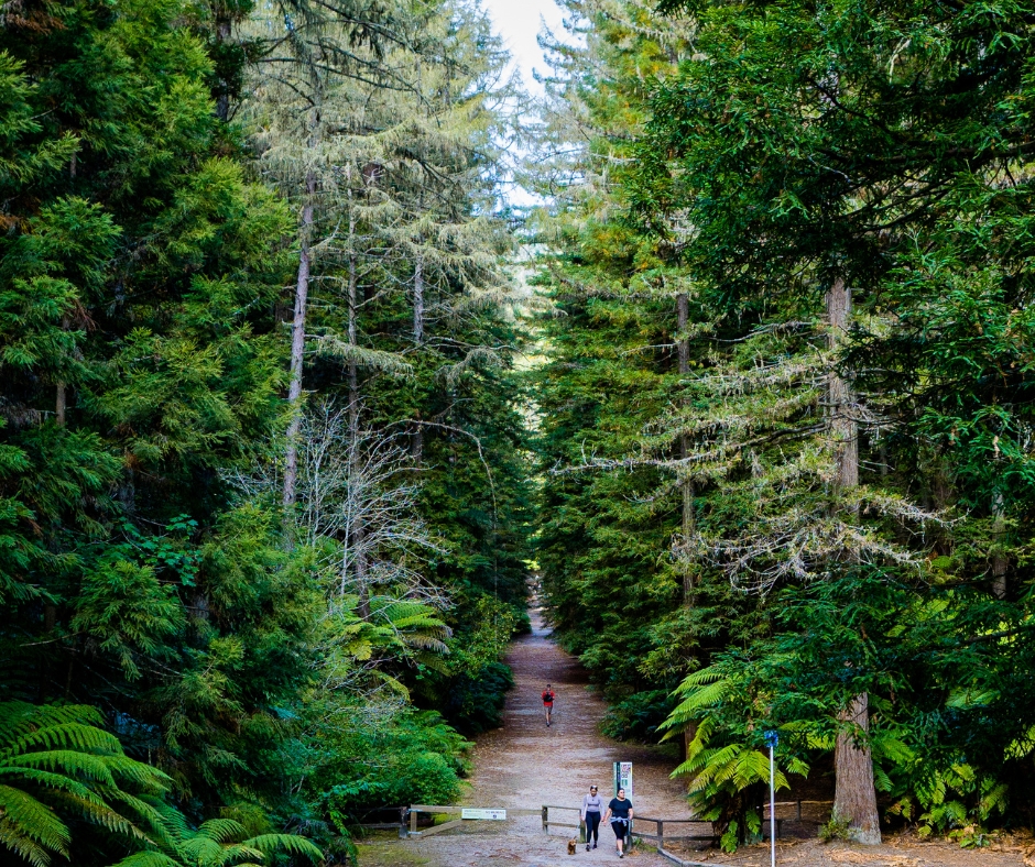 Free Things to Do in Rotorua