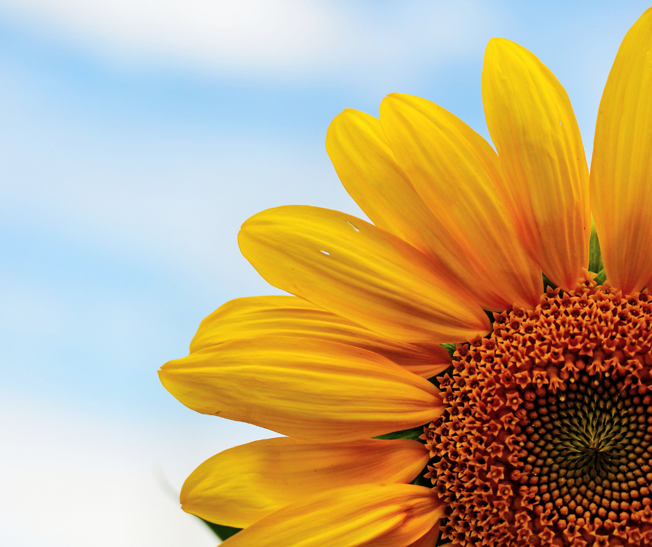 Summer and the perks of the sunshine vitamin